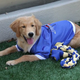 Image for article titled The University Of Tulsa Now Has A Freaking Adorable "Dog Ambassador"